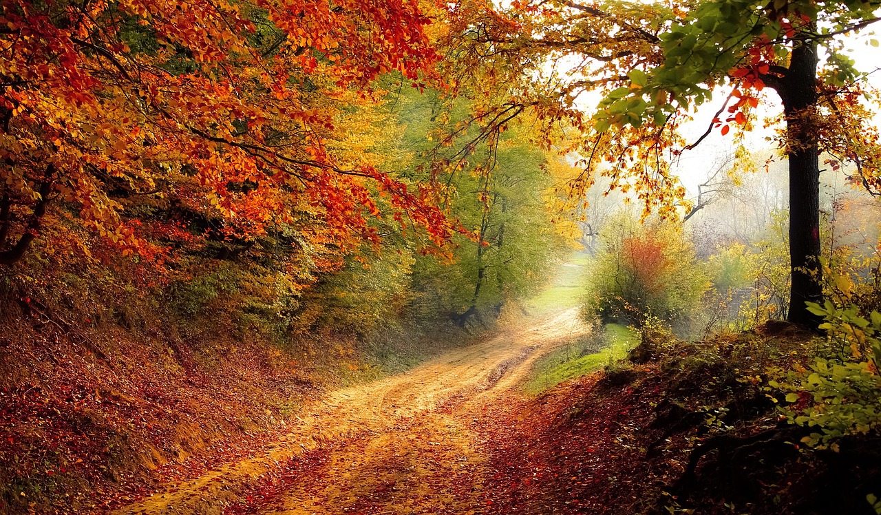 road, forest, fall, autumn, season, foliage, trees, woods, path, trail, landscape, nature, fog, mist, forest, nature, nature, nature, nature, nature
